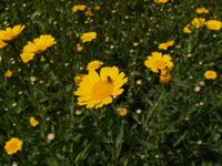 Chrysanthemum segetum - Wucherblume