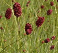 Sanguisorba officinalis