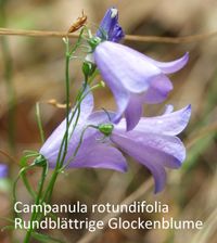 Campanula rotundifolia 5